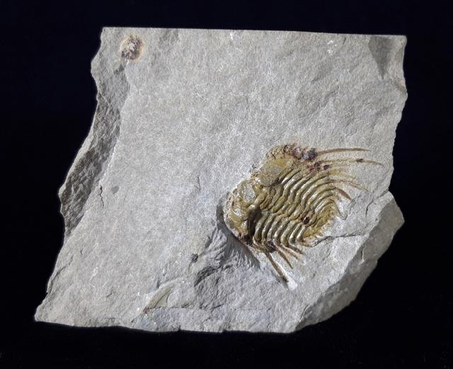 Kettneraspis seiberti BASSE in BASSE & MLLER 2004 - Bild © FossNet FossilienStore